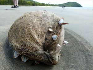 Flotsam coconut with attached goose barnacles at Cape Tribulation