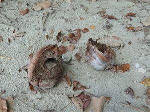 Empty coconuts with holes made by the White-tailed Rat at Cape Tribulation