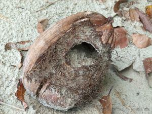 Empty coconut with hole made by the White-tailed Rat at Cape Tribulation