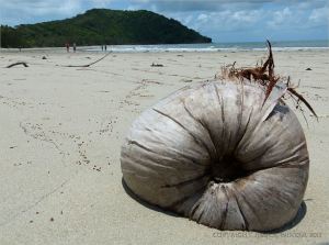 Coconut on the tropical beach at Cape Tribulation
