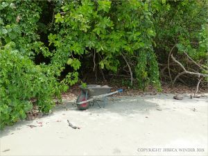 Wheel barrow of coconuts at Cape Tribulation Beach