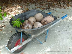 Wheel barrow of coconuts at Cape Tribulation Beach