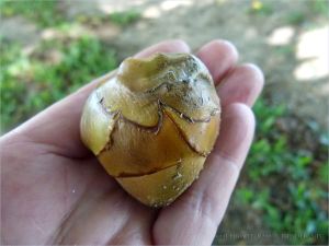 Baby coconut that fell from the tree before maturing