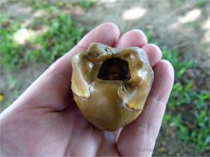Baby coconut that fell from the tree before maturing