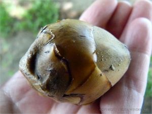 Baby coconut that fell from the tree before maturing