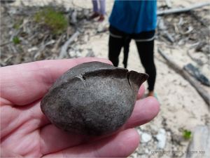 Beach Almond with dry blackened skin on Normanby Island