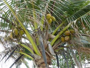 Coconuts on the tree at Port Douglas, Four Mile Beach.