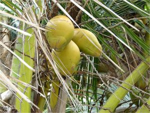 Coconuts on the tree at Port Douglas, Four Mile Beach.