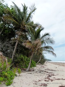 Coconut palms at Four Mile Beach in Port Douglas