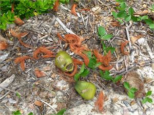 Fresh coconuts and shredded fibrous husk on Four Mile Beach