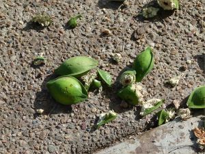 Green Beach Almond fruits lying on the ground beneath the tree, half eaten by black parrots