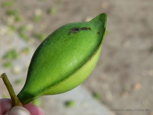 Fresh green Beach Almond fruit