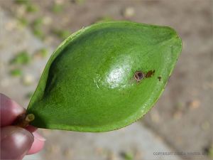 Fresh green Beach Almond fruit