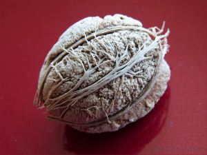Close up detail of the fibrous inner husk of a Beach Almond