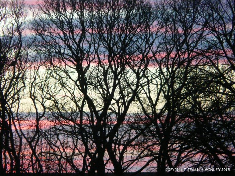 January sunrise colours seen through a tracery of bare winter branches