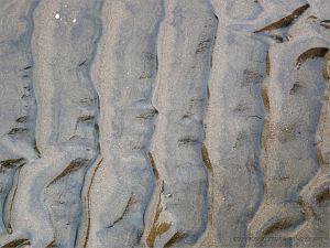 Texture and pattern in wet sand ripples at Rhossili in Gower