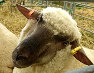 Portrait of a sheep at a county show