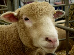 Portrait of a sheep at a county show
