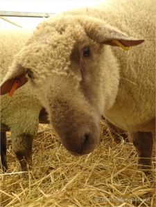 Portrait of a sheep at a county show