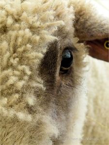 Portrait of a sheep at a county show