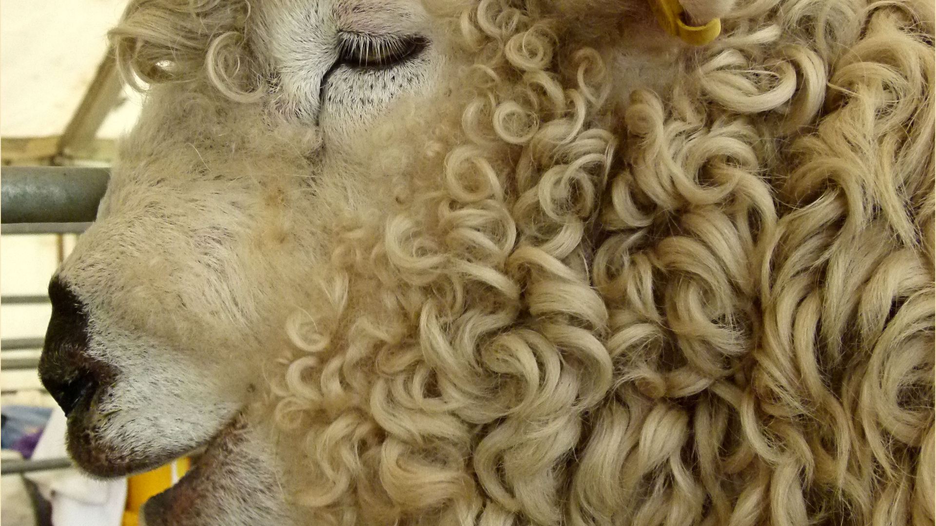 Portrait of a sheep at a county show