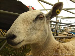 Portrait of a sheep at a county show