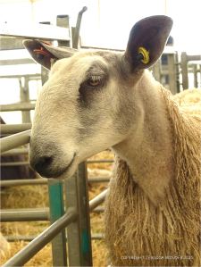 Portrait of a sheep at a county show