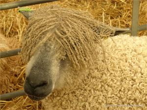 Portrait of a sheep at a county show