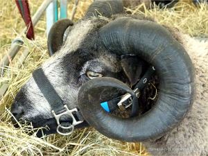 Portrait of a sheep at a county show