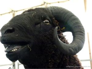 Portrait of a sheep at a county show