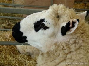Portrait of a sheep at a county show