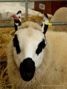 Portrait of a sheep at a county show