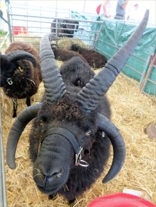 Portrait of a sheep at a county show