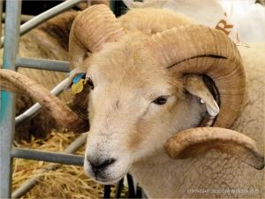 Portrait of a sheep at a county show