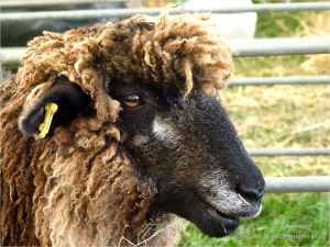 Portrait of a sheep at a county show