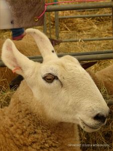 Portrait of a sheep at a county show