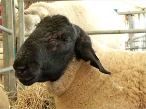 Portrait of a sheep at a county show