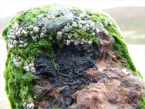 Stump of a wooden post, with embedded iron thought to be shrapnel, belonging to an unidentified structure on Rhossili beach