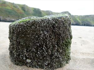 Stump of a wooden post belonging to an unidentified structure on Rhossili beach