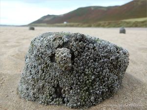 Stumps of a wooden posts belonging to an unidentified structure on Rhossili beach