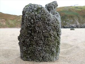 Stump of a wooden post belonging to an unidentified structure on Rhossili beach