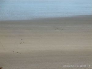 Looking down onto the sandy beach with stumps of wooden posts belonging to an unidentified structure on Rhossili beach