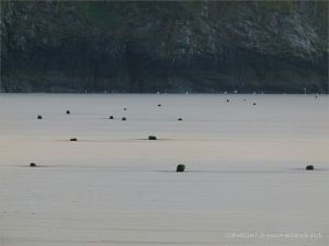 Stumps of a seemingly random arrangement of wooden posts belonging to an unidentified structure on Rhossili beach
