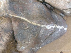 Detail of Carboniferous Limestone at Pwll Du Bay