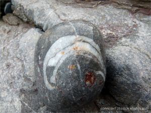 Wet pebble with detail of brachiopod fossil in Carboniferous Limestone at Pwll Du Bay