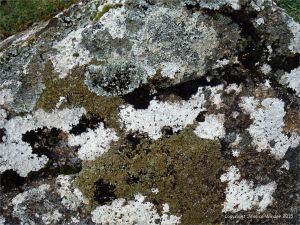 Lichens growing on granite outcrops at the coast