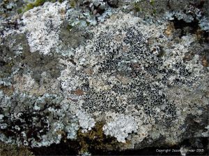 Lichens growing on granite outcrops at the coast