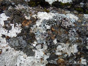 Lichens growing on granite outcrops at the coast