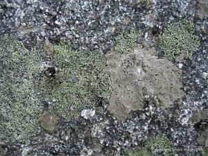 Lichens growing on granite outcrops at the coast