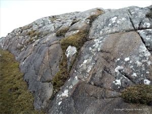 Lichens growing on granite outcrops at the coast